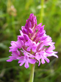 Anacamptis pyramidalis